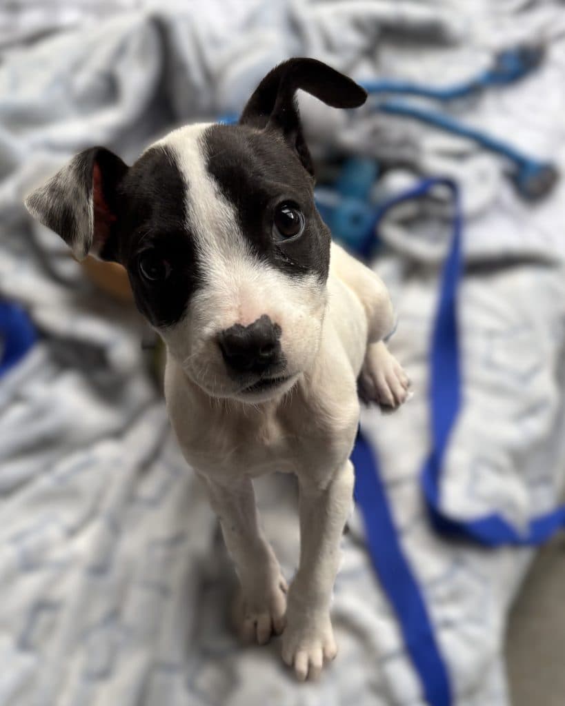 Ethel - Bullmastiff / American Staffordshire Terrier available for adoption in Sydney