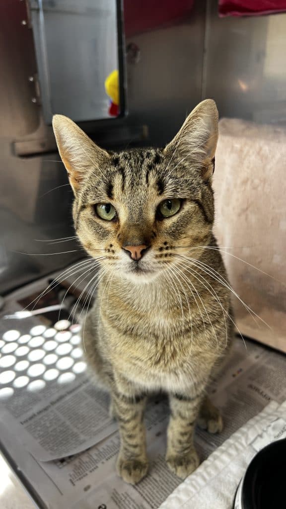 Mushu - Domestic Short Hair cat available for adoption at RSPCA NSW in Sydney