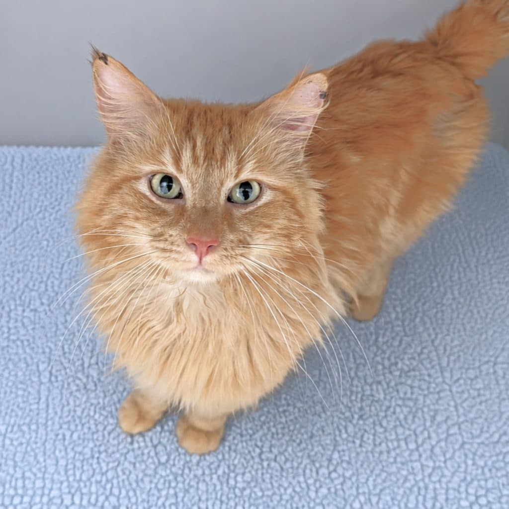Astro - Domestic Medium Hair cat available for adoption at RSPCA NSW in Sydney