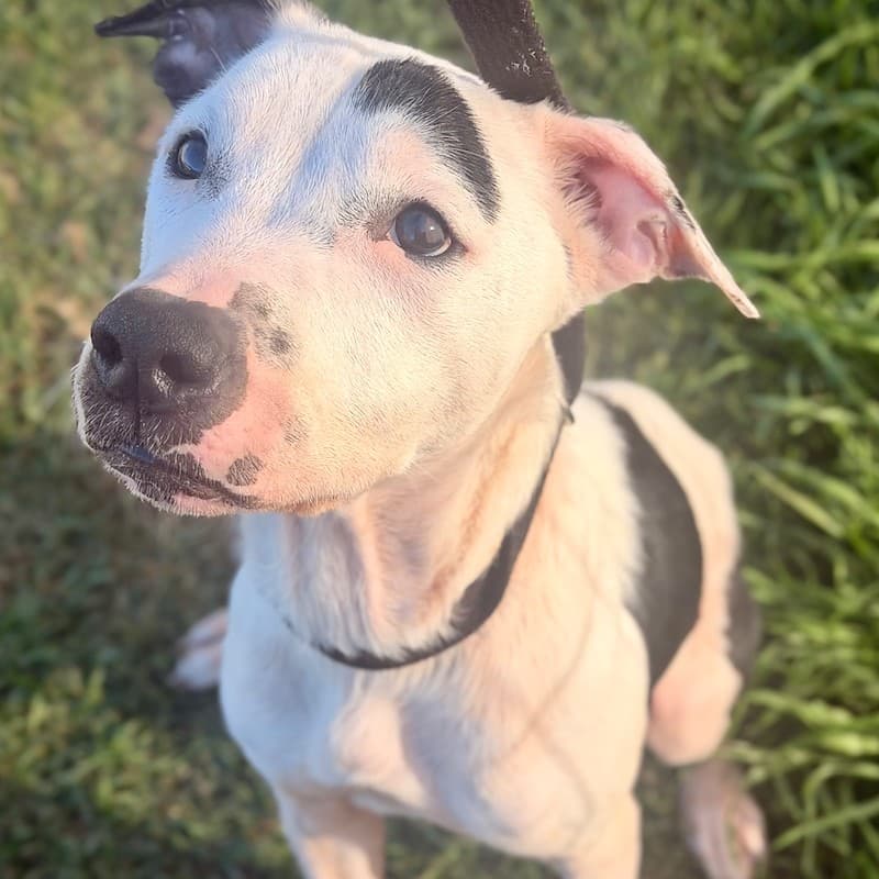 Felix - American Staffordshire Terrier available for adoption in Newcastle