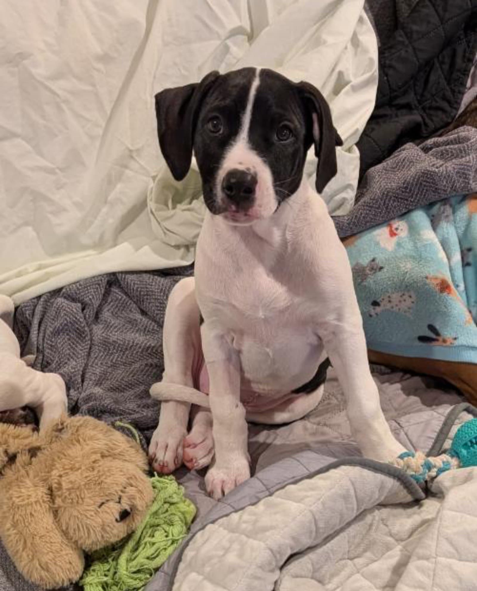 Penny - Staffordshire Bull Terrier / Mastiff available for adoption at RSPCA NSW in Sydney