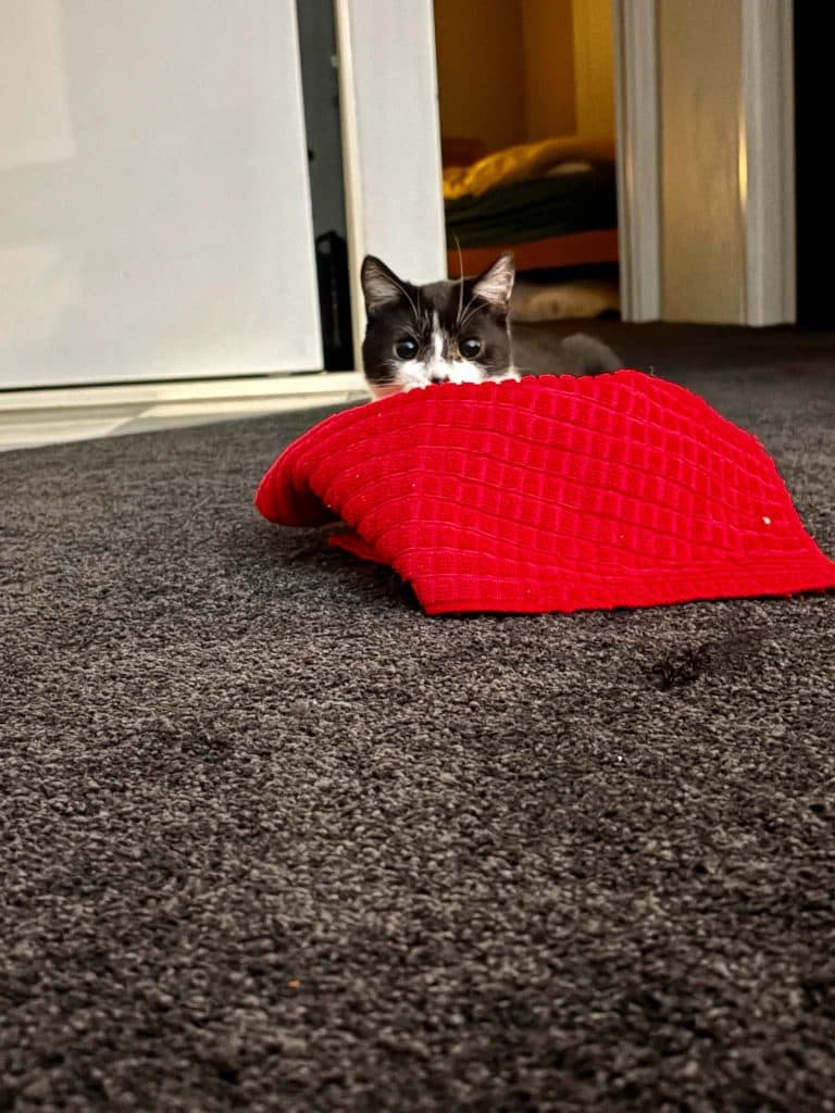 Evey - Domestic Short Hair cat available for adoption in Sydney