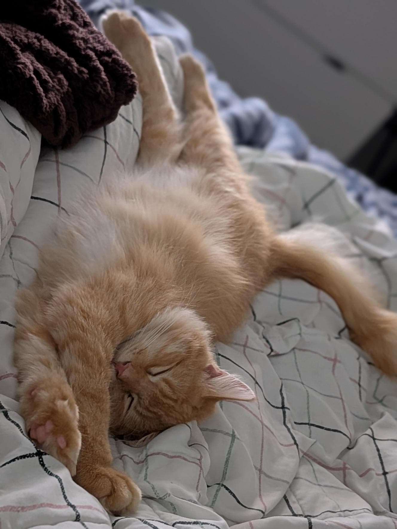 Toby - Domestic Short Hair available for adoption in Sydney