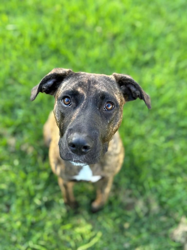 Lottie - American Staffordshire Terrier / Golden Retriever available for adoption in Calgary