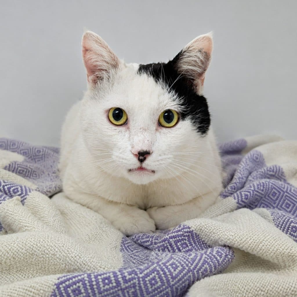 Brutus - Domestic Short Hair cat available for adoption at RSPCA NSW in Sydney