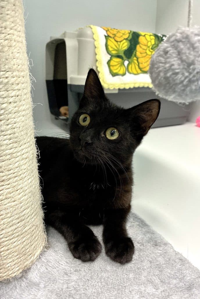 Liquorice - Domestic Short Hair cat available for adoption at RSPCA NSW in Sydney