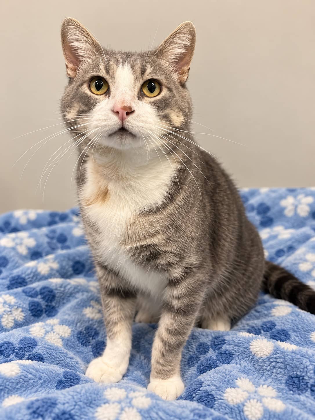 Serafettin - Domestic Short Hair cat available for adoption at RSPCA NSW in Sydney