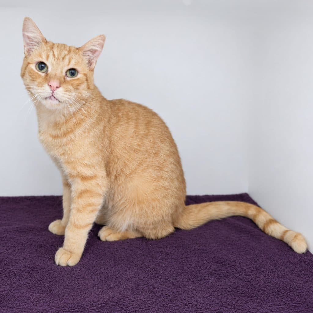 Tony - Domestic Short Hair cat available for adoption at RSPCA NSW in Sydney