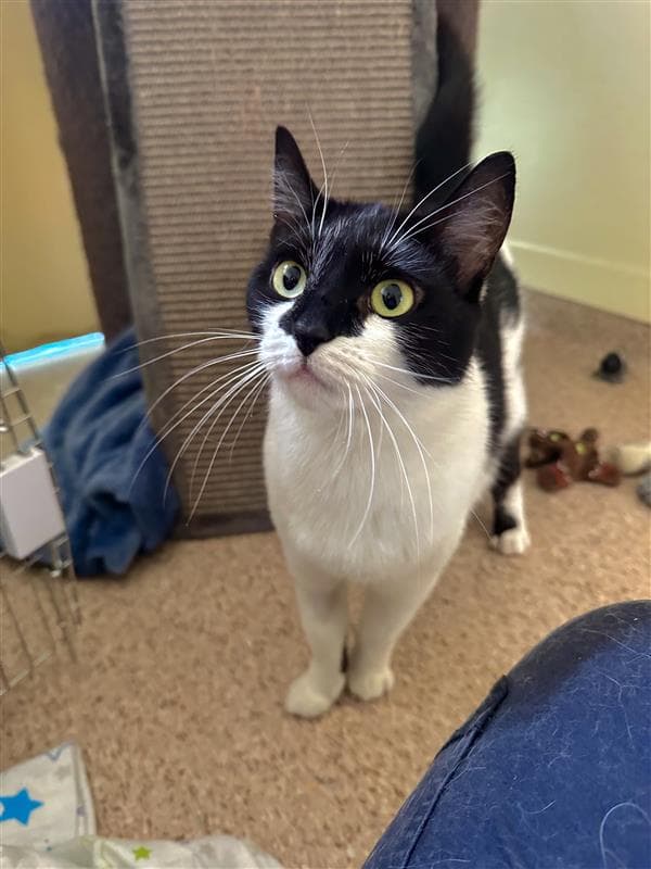 Joanie - Domestic Short Hair available for adoption in Central Coast