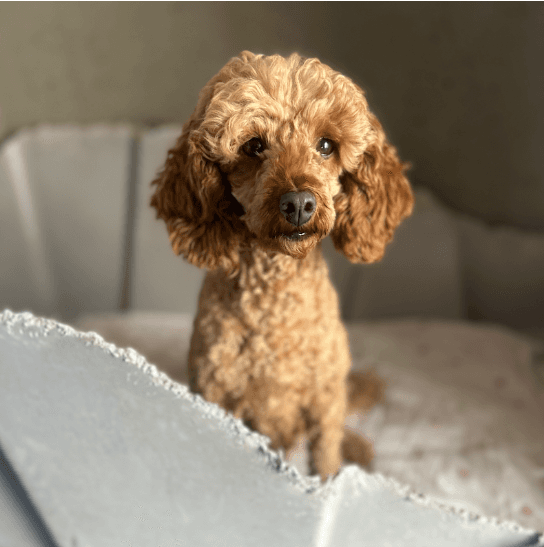 Lulu - Poodle (Miniature) available for adoption at RSPCA NSW in Sydney