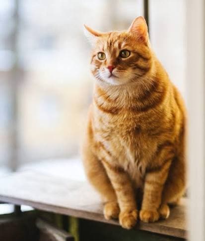 Amber - Domestic Short Hair cat available for adoption in Wollongong