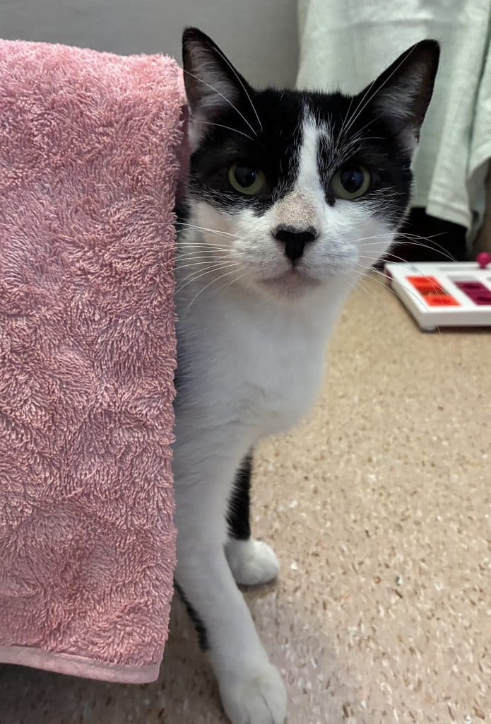 Bindi - Domestic Short Hair cat available for adoption in Sydney
