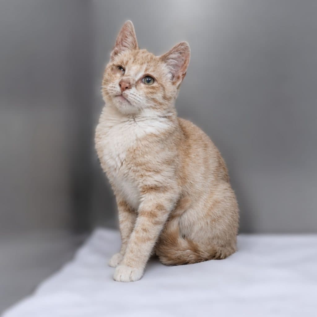 Alastor - Domestic Short Hair cat available for adoption at RSPCA NSW in Sydney