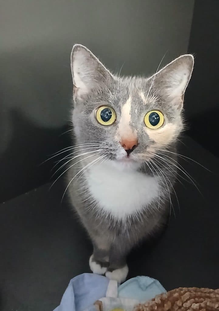 Macey - Domestic Short Hair cat available for adoption at RSPCA NSW in Sydney