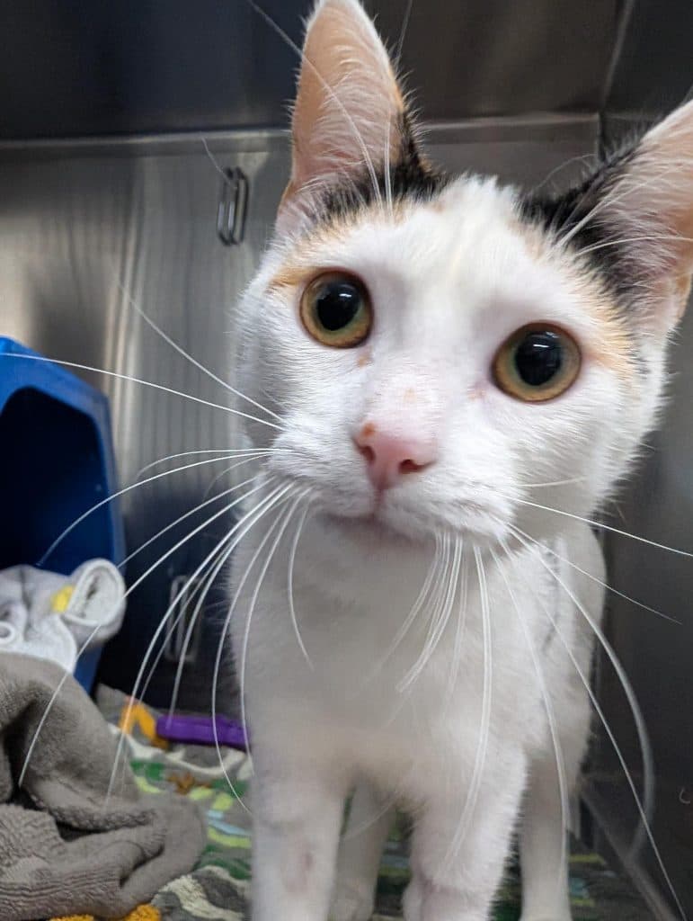 Mishka - Domestic Short Hair cat available for adoption at RSPCA NSW in Sydney