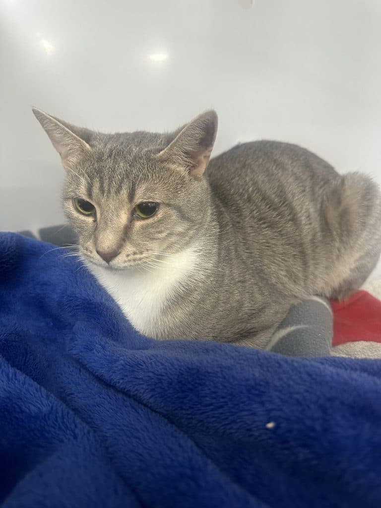 Mumma - Domestic Short Hair cat available for adoption at RSPCA NSW in Sydney