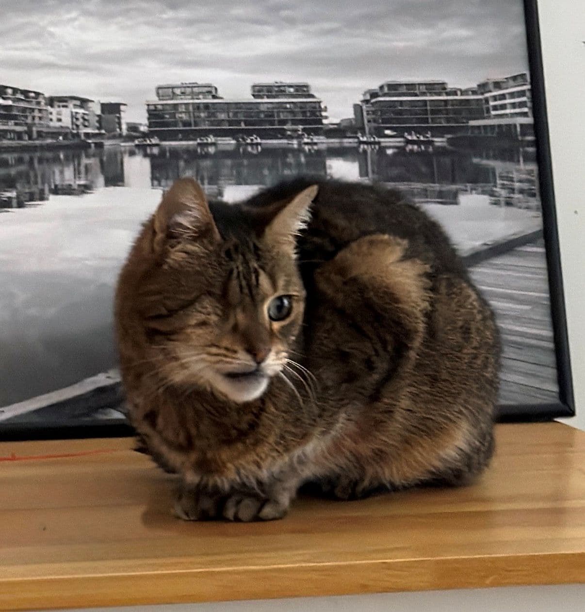 Gunther - Domestic Short Hair / Domestic Medium Hair cat available for adoption in Sydney