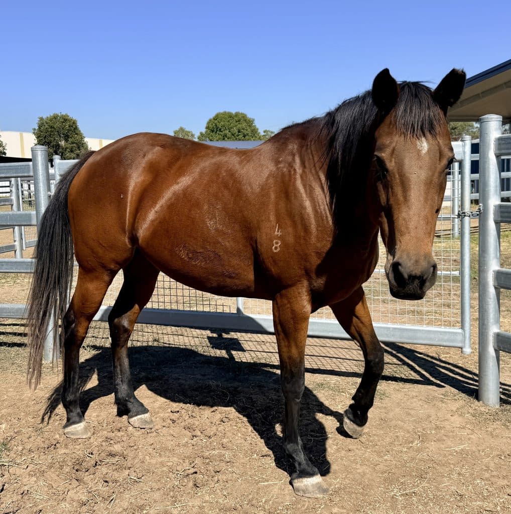 Judy - Thoroughbred cat available for adoption at RSPCA NSW in Sydney