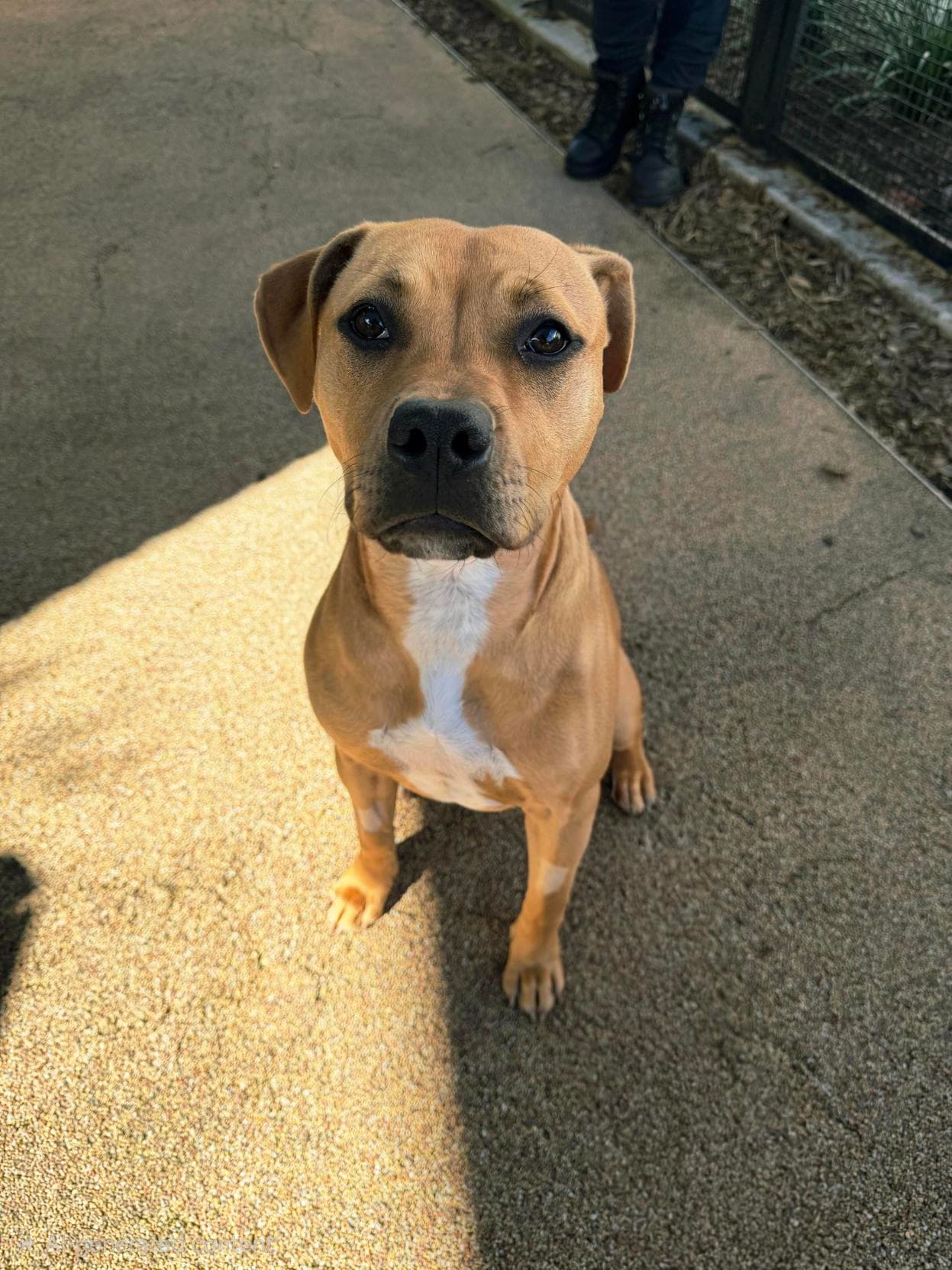 Roxanne - Staffordshire Bull Terrier available for adoption at RSPCA NSW in Sydney