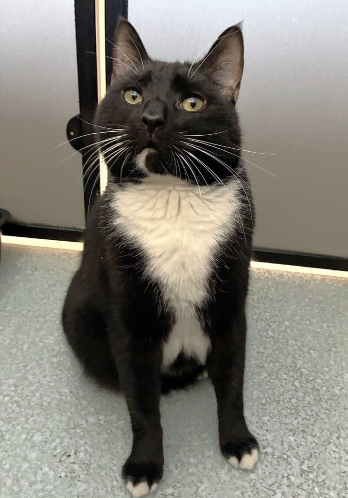 Micho - Domestic Short Hair cat available for adoption at RSPCA NSW in Sydney