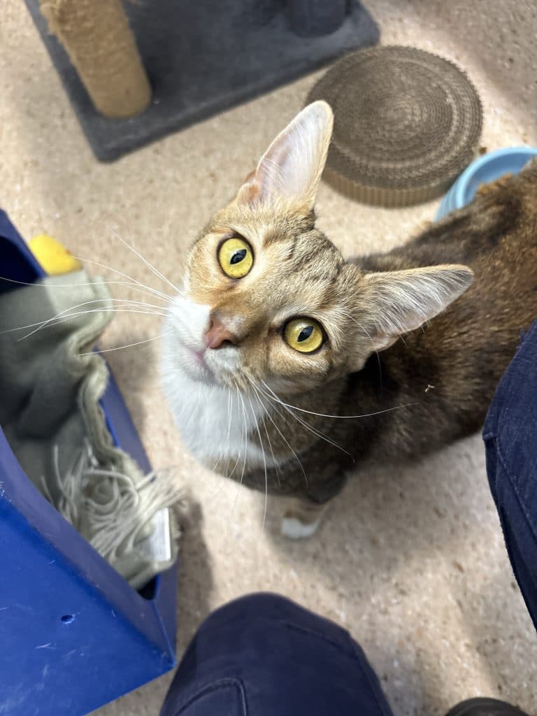 Rain - Domestic Short Hair cat available for adoption at RSPCA NSW in Sydney