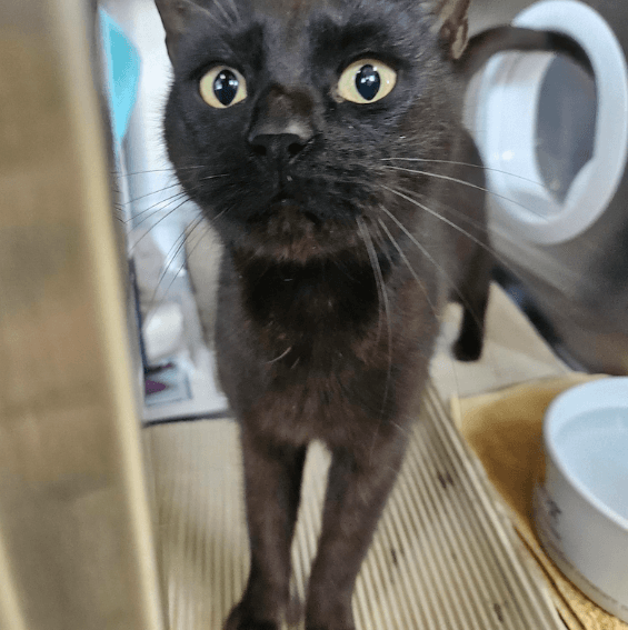 Ebony - Domestic Short Hair cat available for adoption at RSPCA NSW in Wollongong