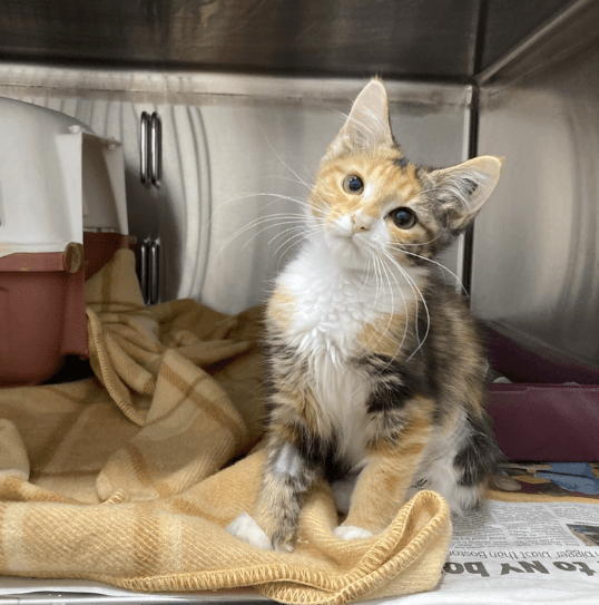 Josie - Domestic Medium Hair cat available for adoption at RSPCA NSW in Sydney