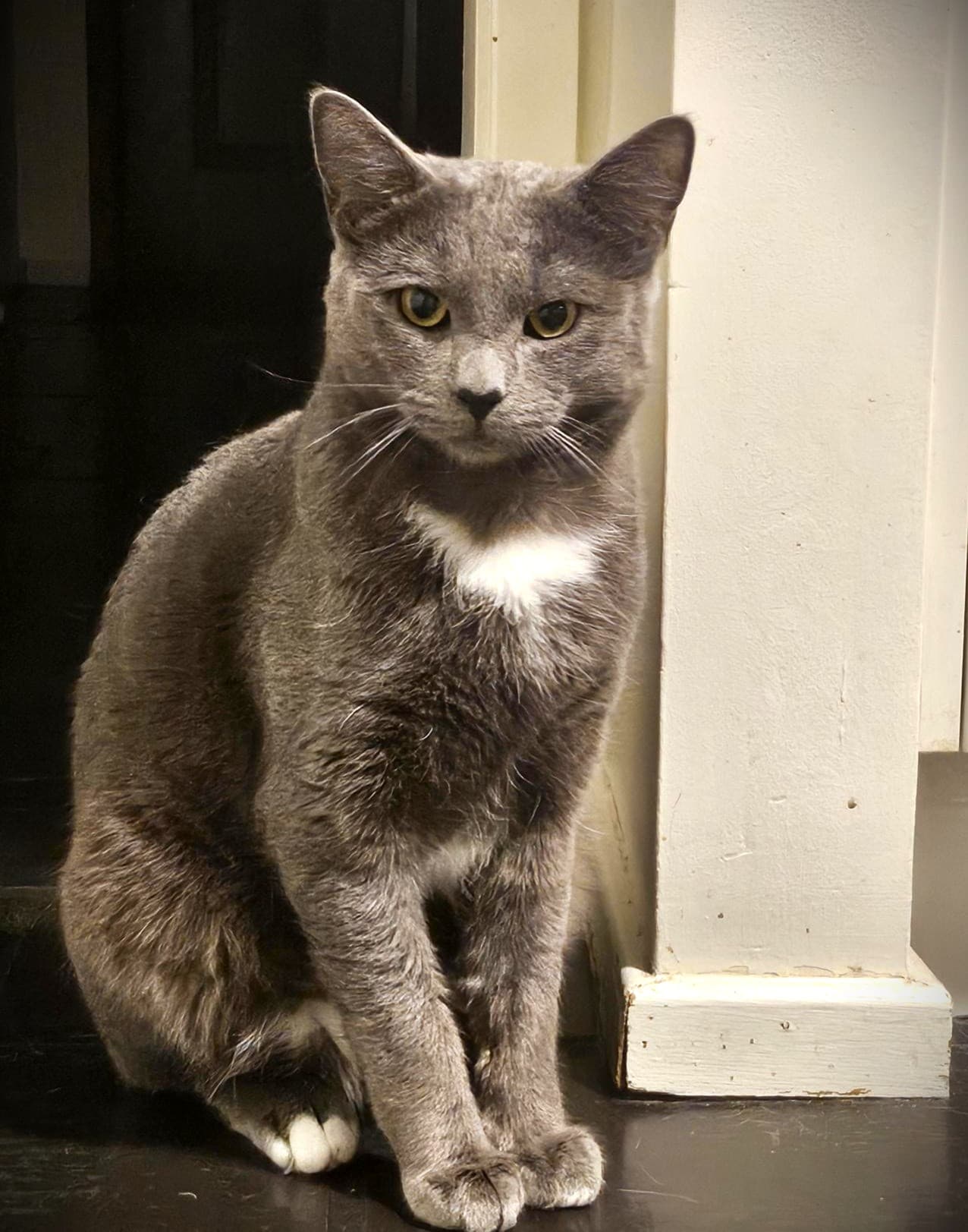 Oyster - Domestic Short Hair available for adoption in Sydney