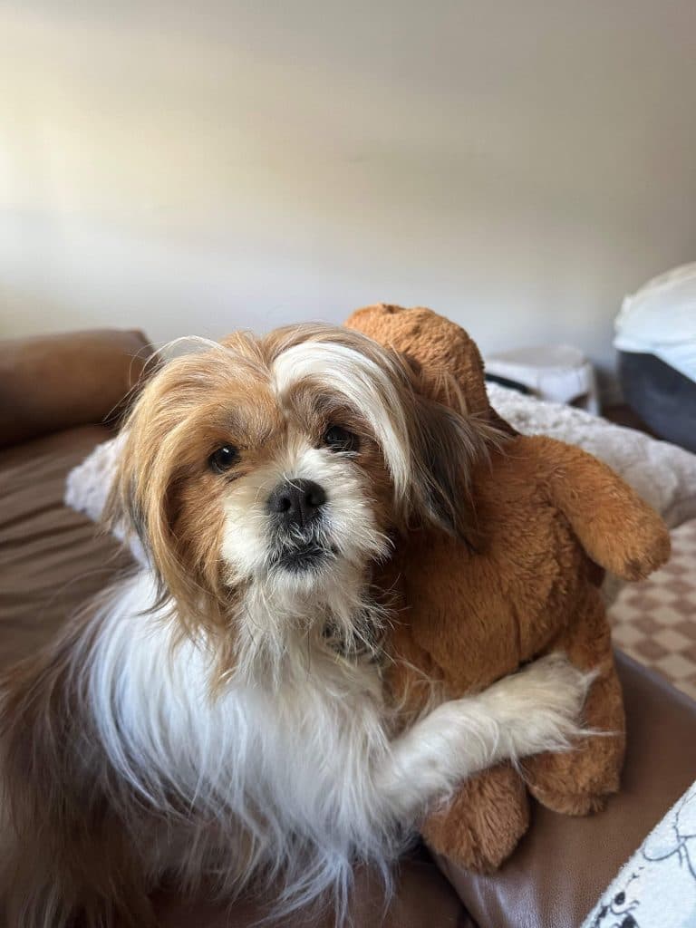 Gypsy - Shih Tzu available for adoption in Calgary