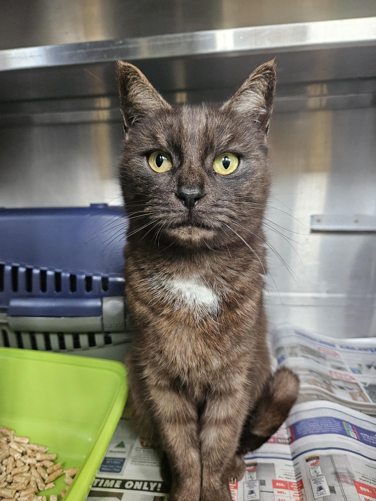Chicko - Domestic Short Hair available for adoption in Wollongong