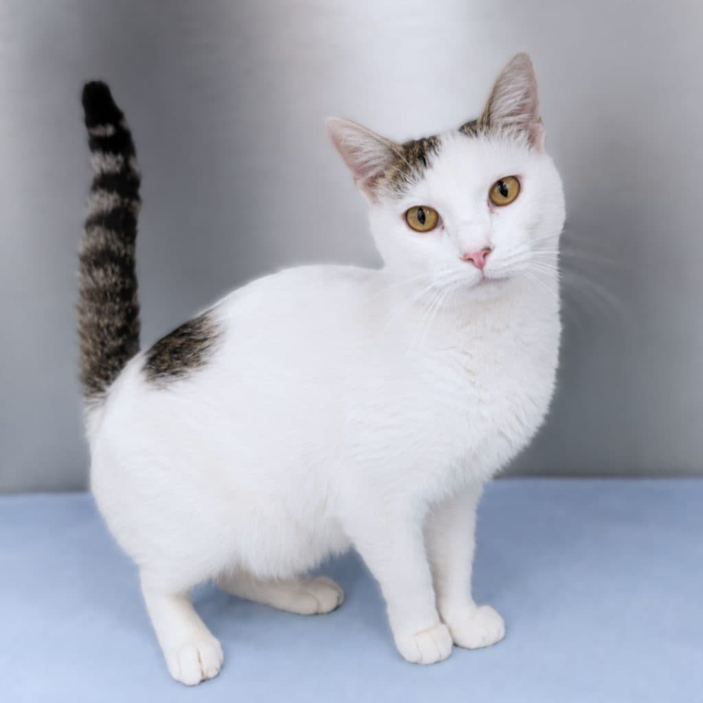 Peggy - Domestic Short Hair cat available for adoption at RSPCA NSW in Sydney