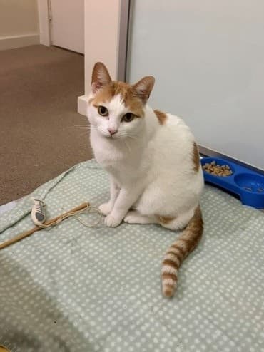 Bobby - Domestic Short Hair cat available for adoption at RSPCA NSW in Sydney