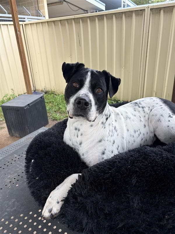 Penelope - Mastiff / British Bulldog available for adoption at RSPCA NSW in Sydney