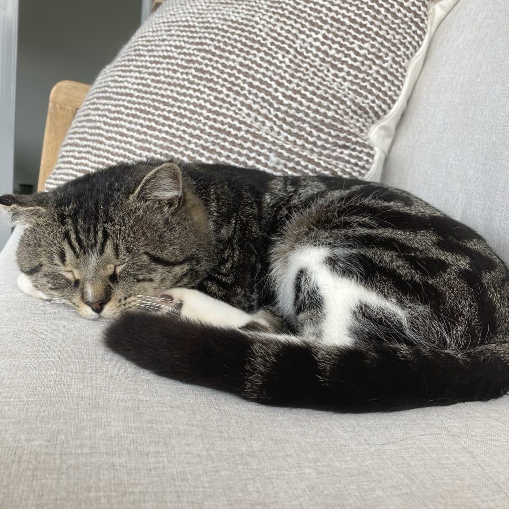 Toby - Domestic Short Hair cat available for adoption at RSPCA NSW in Wollongong