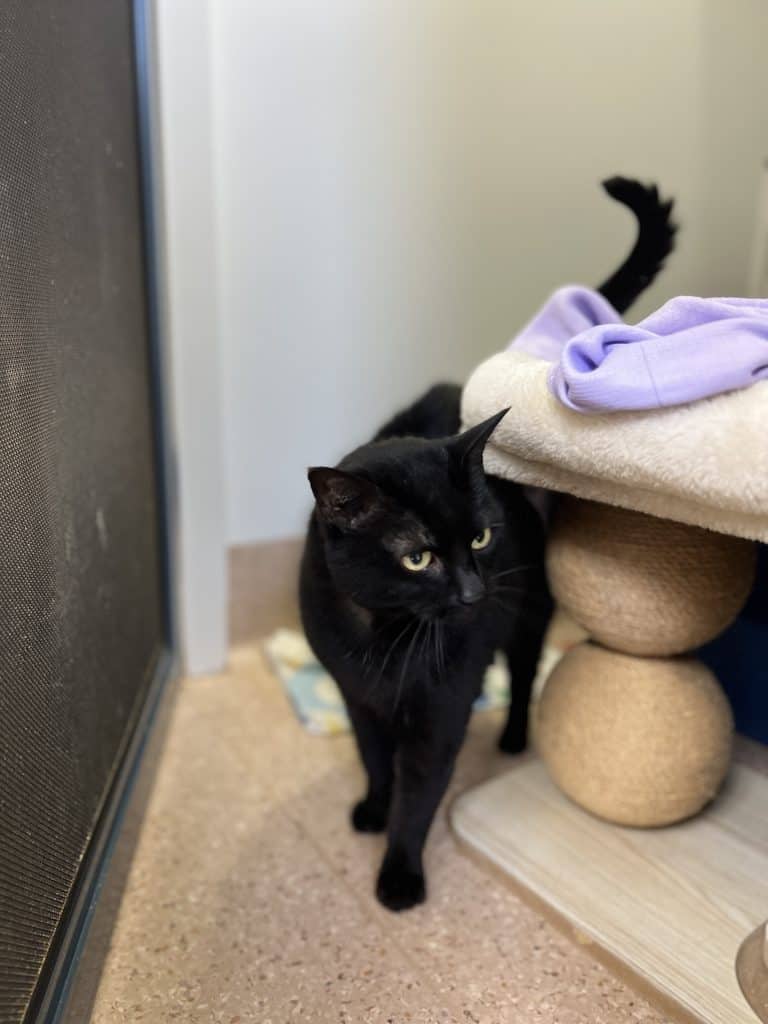 Luna - Domestic Short Hair cat available for adoption at RSPCA NSW in Newcastle