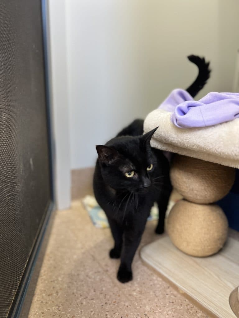Luna - Domestic Short Hair available for adoption in Newcastle