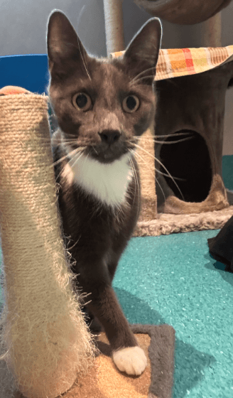 Sox - Domestic Short Hair cat available for adoption at RSPCA NSW in Sydney