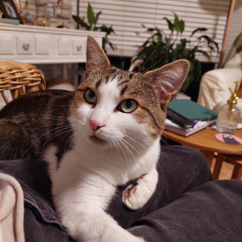 Bub - Domestic Short Hair cat available for adoption at RSPCA NSW in Sydney