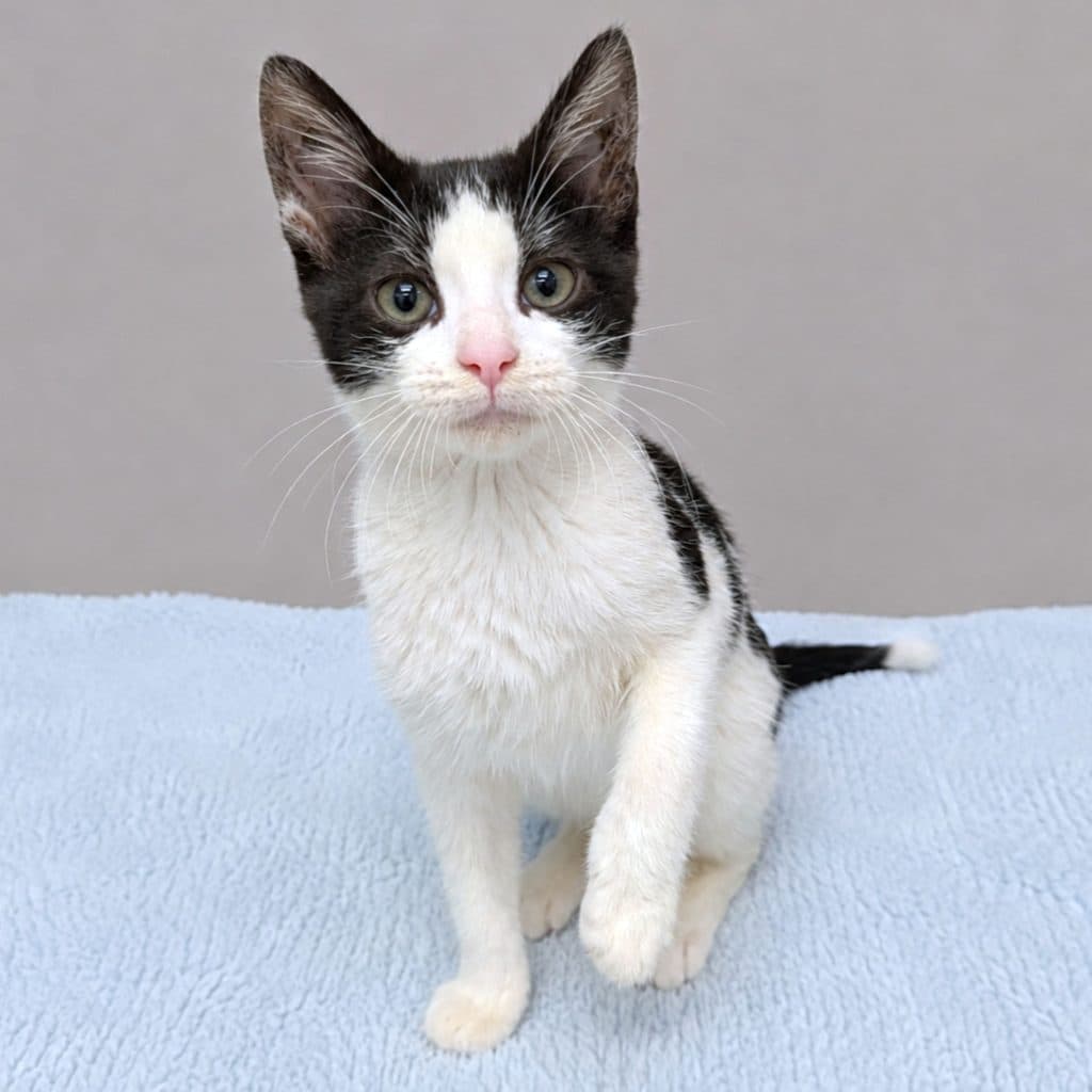Travis - Domestic Short Hair cat available for adoption at RSPCA NSW in Sydney
