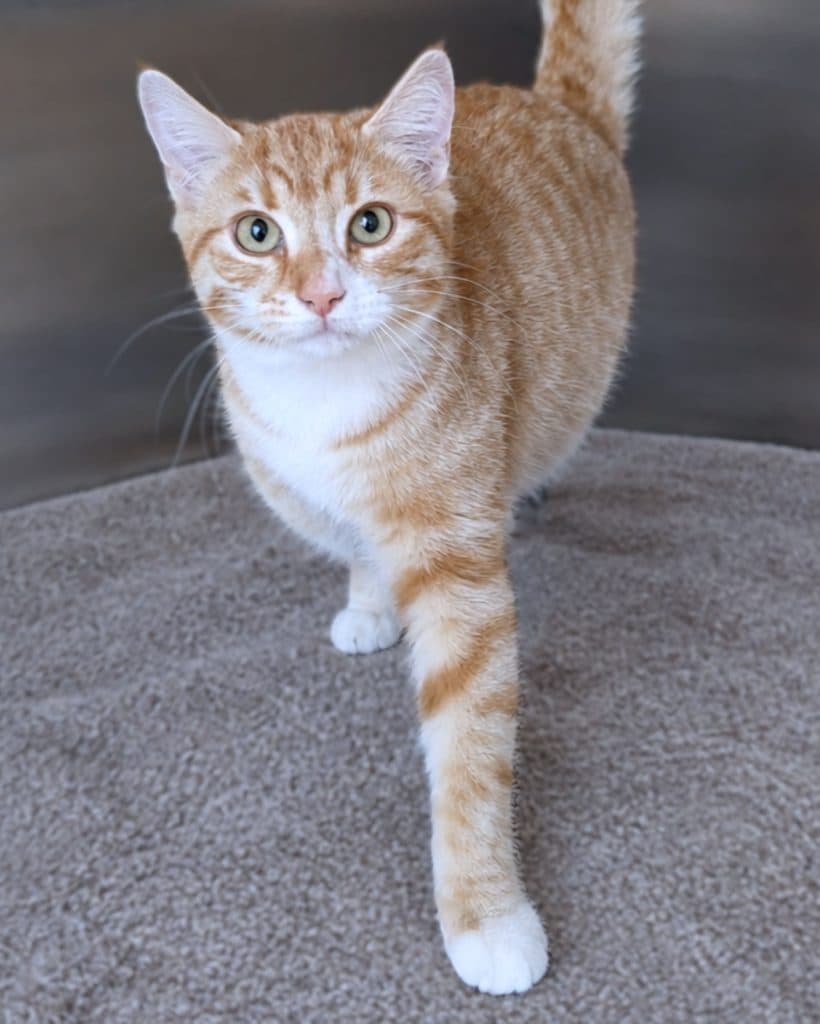 Pickles - Domestic Short Hair cat available for adoption at RSPCA NSW in Sydney