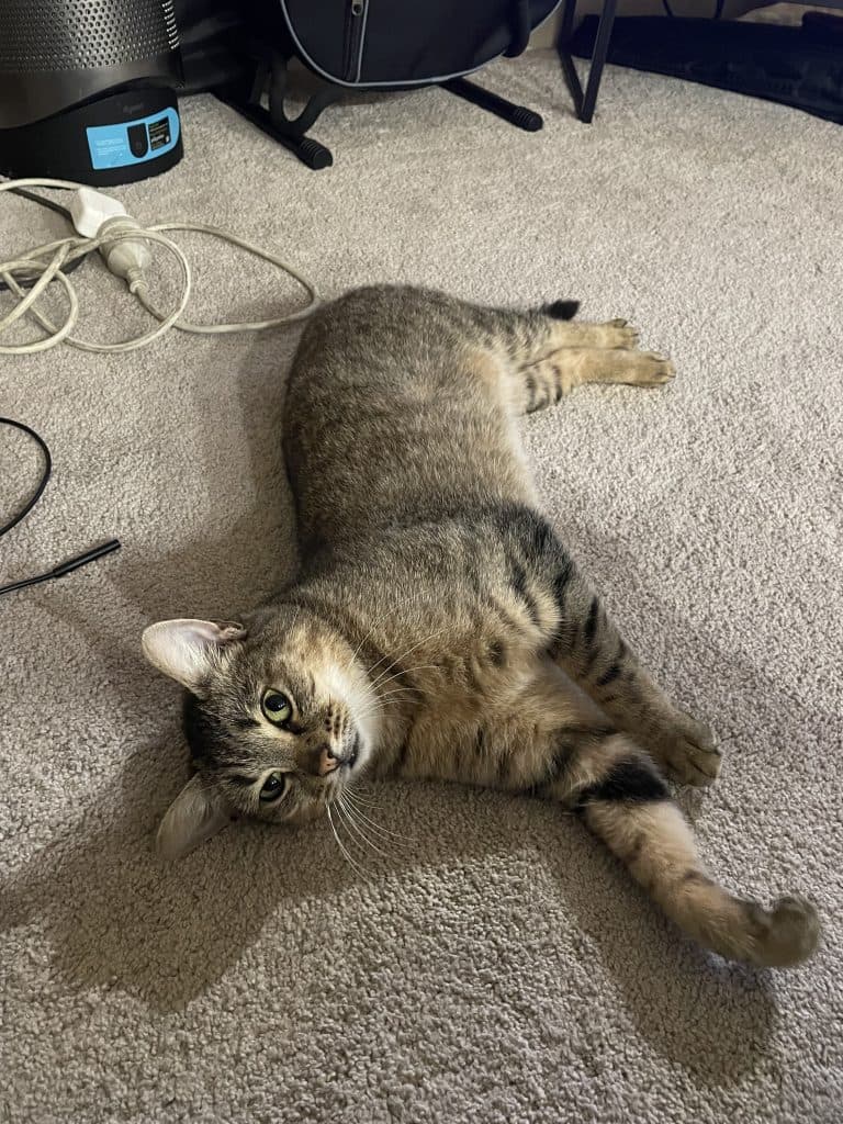 Nugget - Domestic Short Hair cat available for adoption at RSPCA NSW in Sydney
