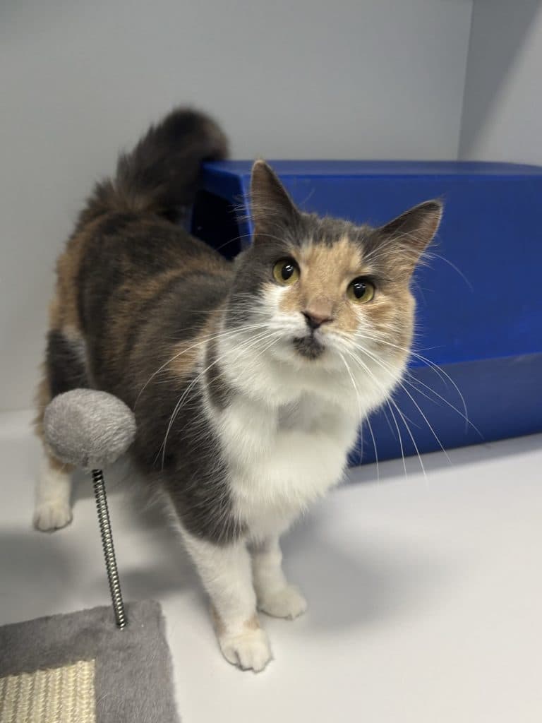 Ash - Domestic Medium Hair cat available for adoption in Sydney