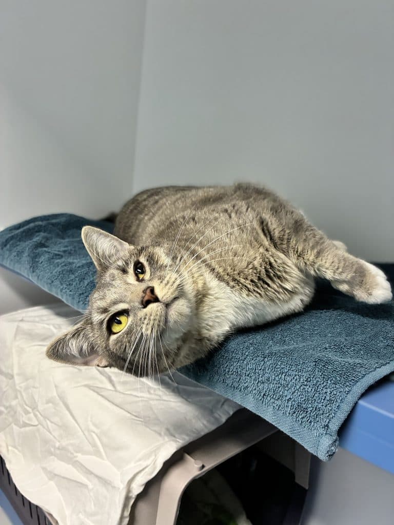 Sadie - Domestic Short Hair cat available for adoption at RSPCA NSW in Sydney