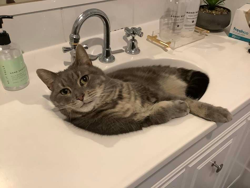 Stormy - Domestic Short Hair cat available for adoption at RSPCA NSW in Sydney