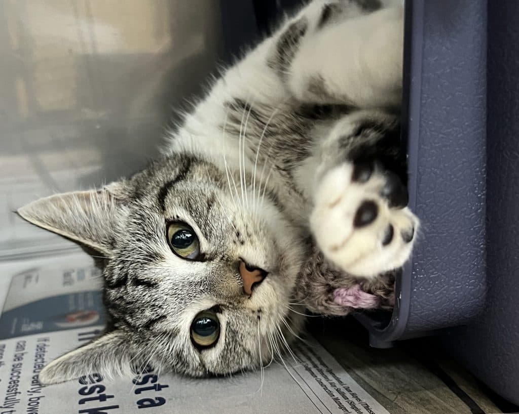 Lisa - Domestic Short Hair cat available for adoption at RSPCA NSW in Sydney