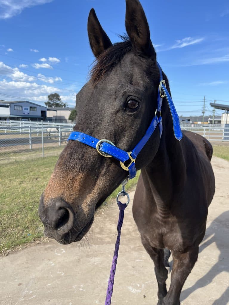 Gatsby - Thoroughbred cat available for adoption at RSPCA NSW in Newcastle