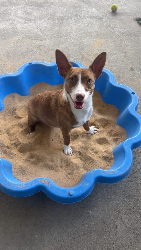 Eclair - Fox Terrier (Smooth) / Chihuahua (Smooth Coat) available for adoption in Calgary