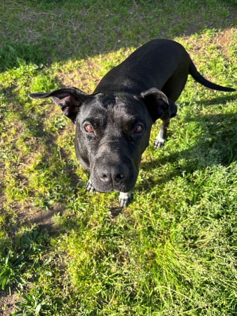 Baby - Shar Pei / Labrador Retriever available for adoption in Newcastle