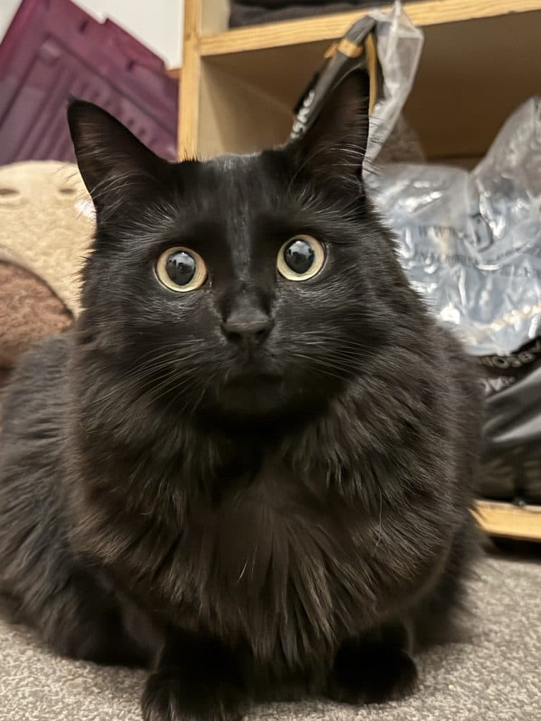 Luna - Domestic Medium Hair cat available for adoption at RSPCA NSW in Newcastle