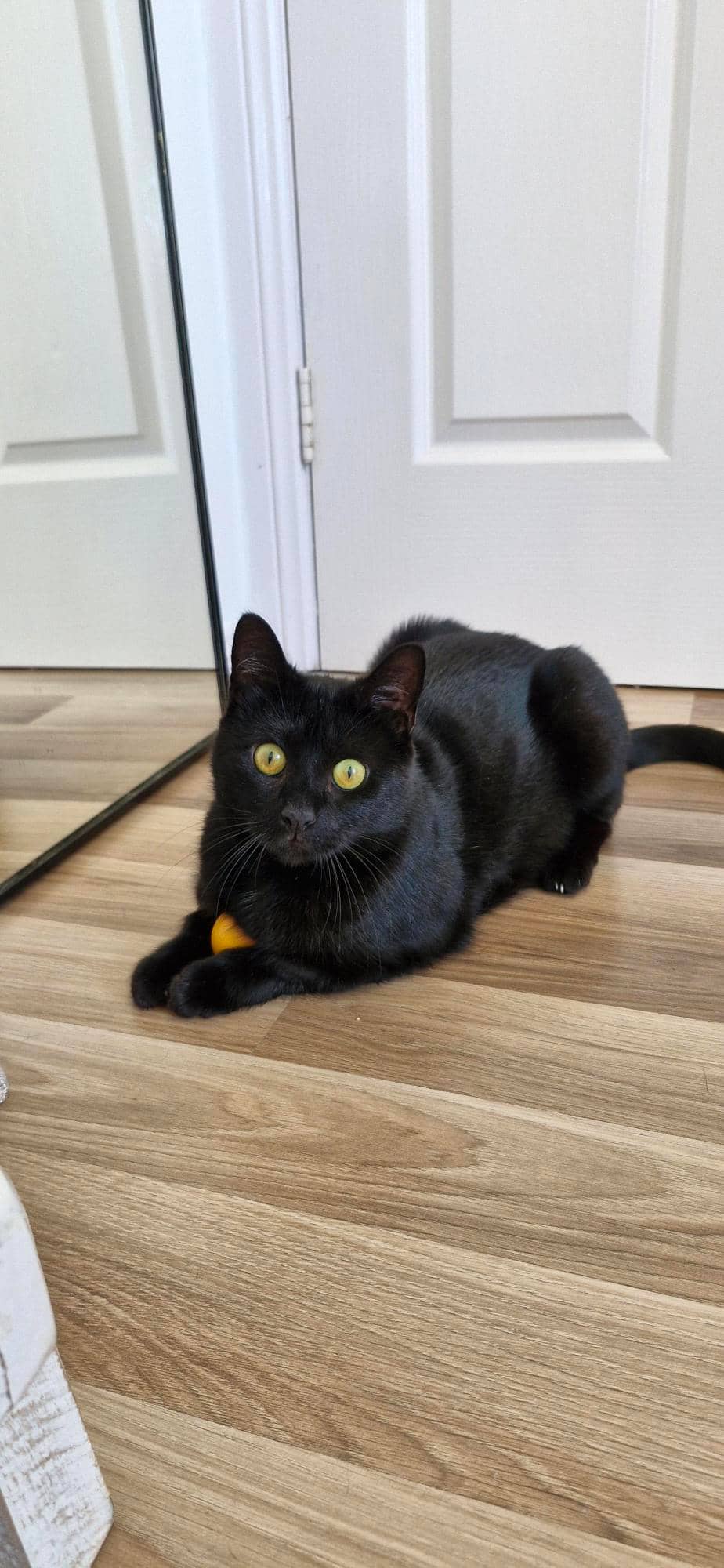 Goose - Domestic Short Hair cat available for adoption at RSPCA NSW in Central Coast